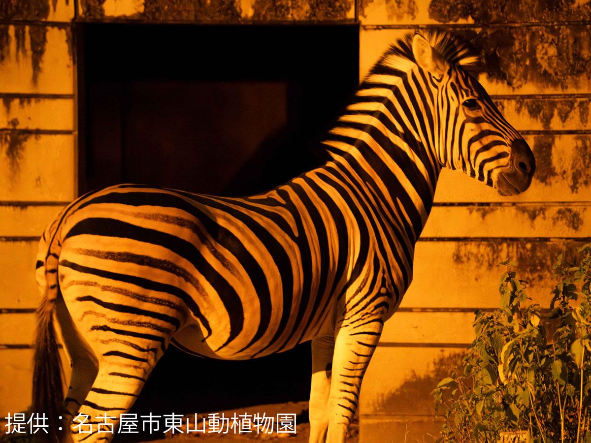 チャップマンシマウマ
