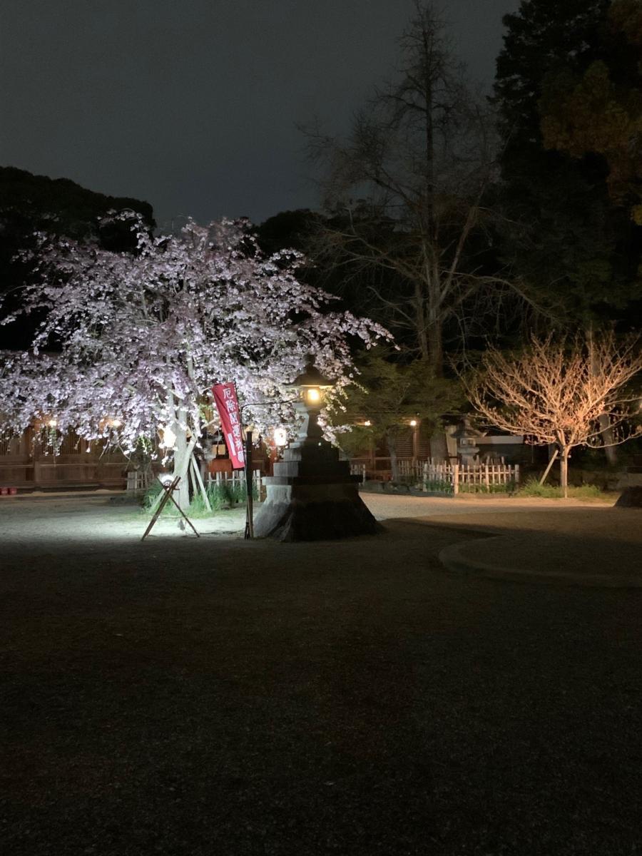 富部神社観桜祭⑥