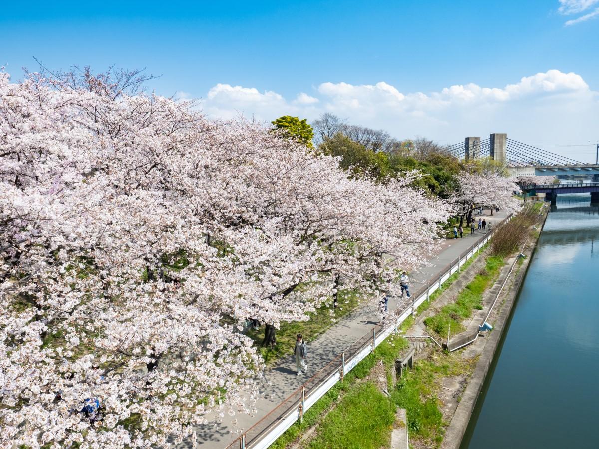 荒子川公園　桜