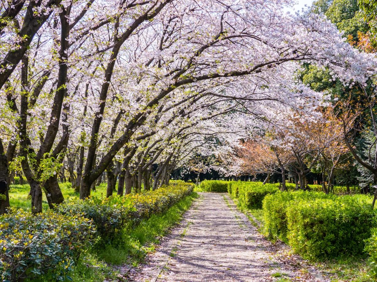 Spring Flower Festival: Canola Flowers and Cherry Blossoms