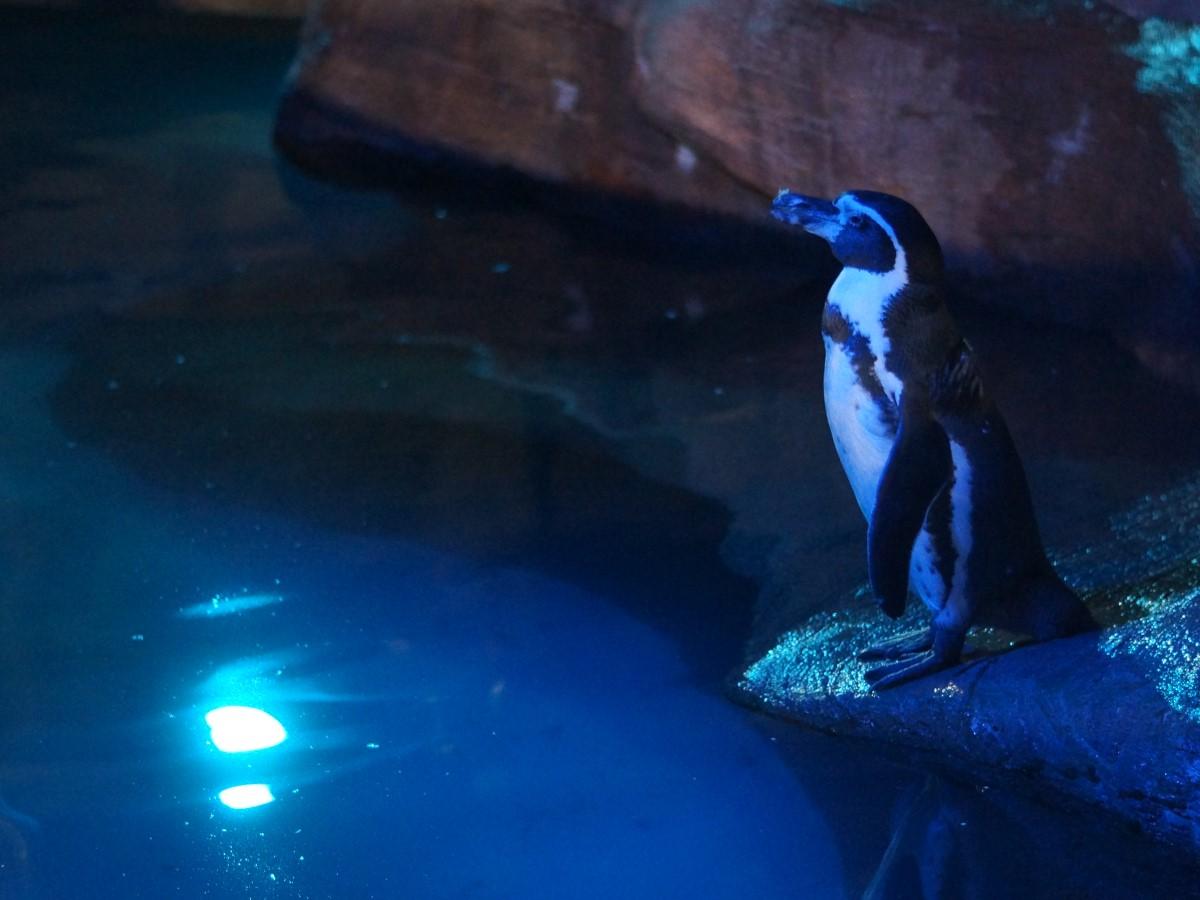 東山動植物園ナイトZOO＆GARDEN