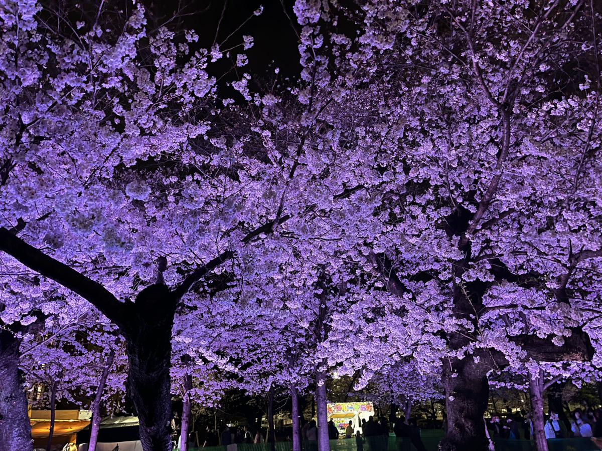 鶴舞公園 櫻花節