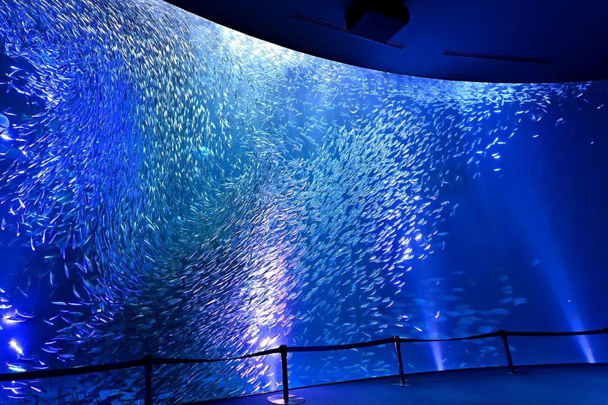 名古屋港水族館　ナイトアクアリウムの様子2