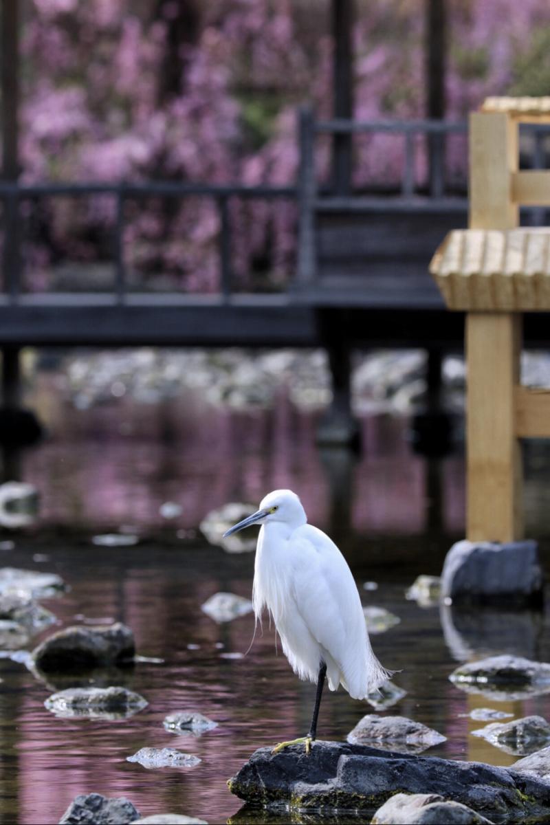 白鳥庭園觀櫻會