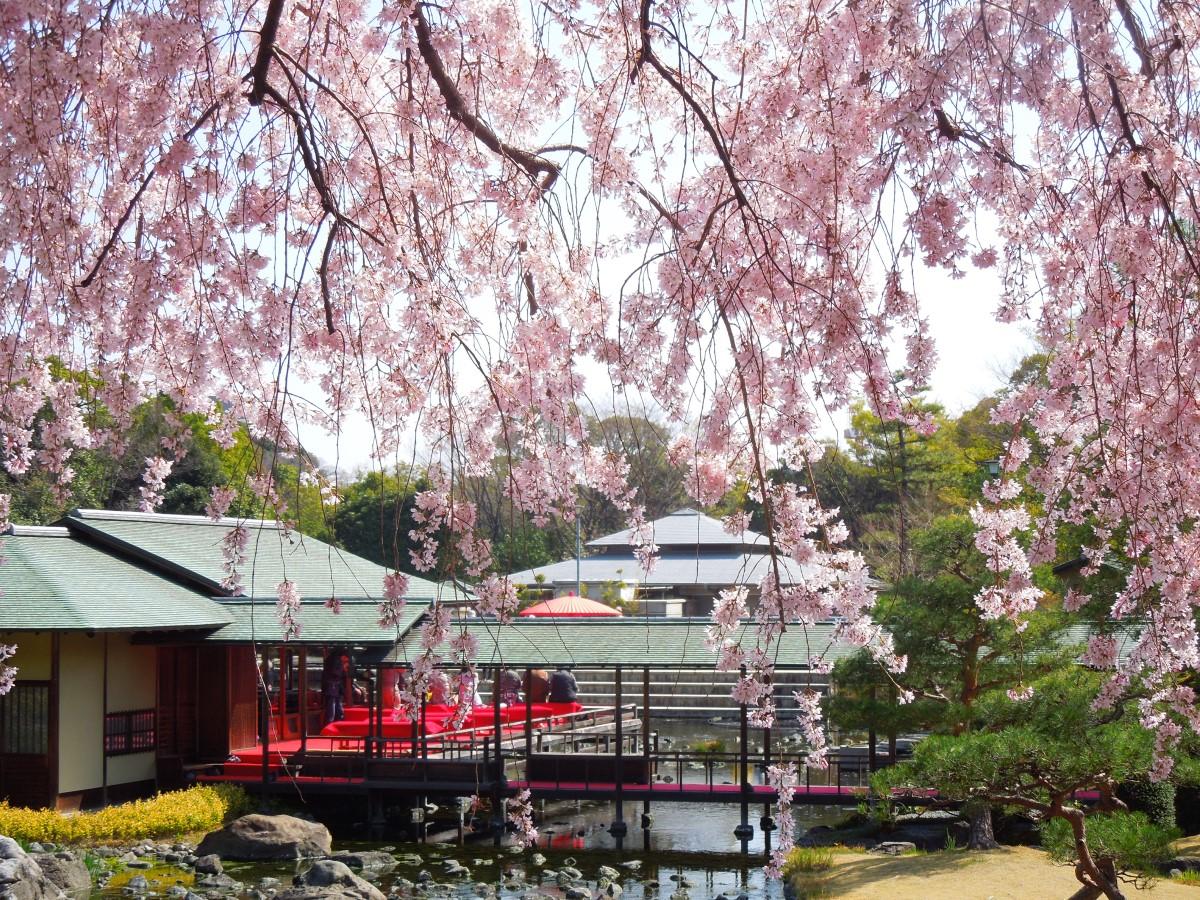 白鳥庭園 観桜会