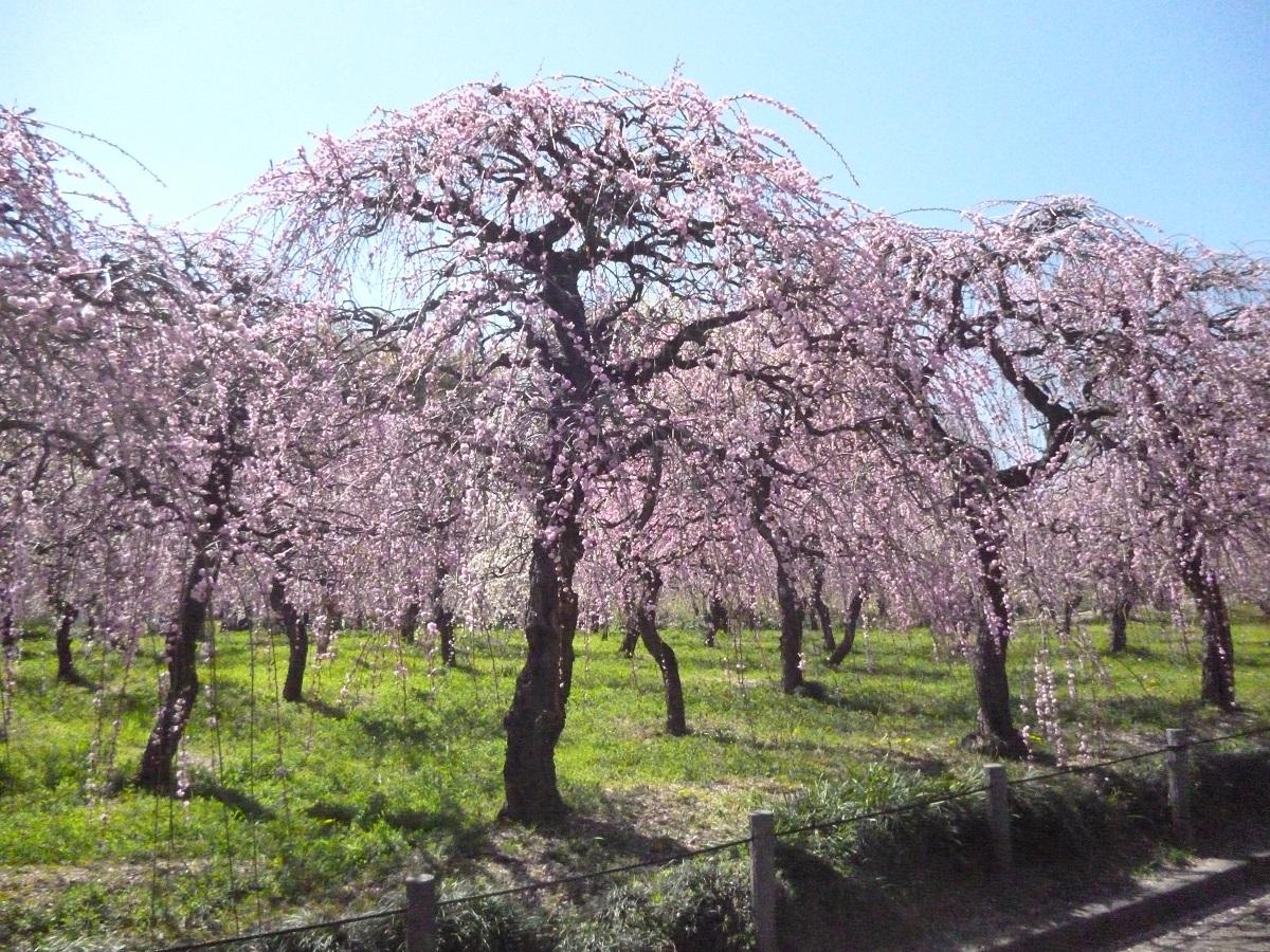 垂枝梅节