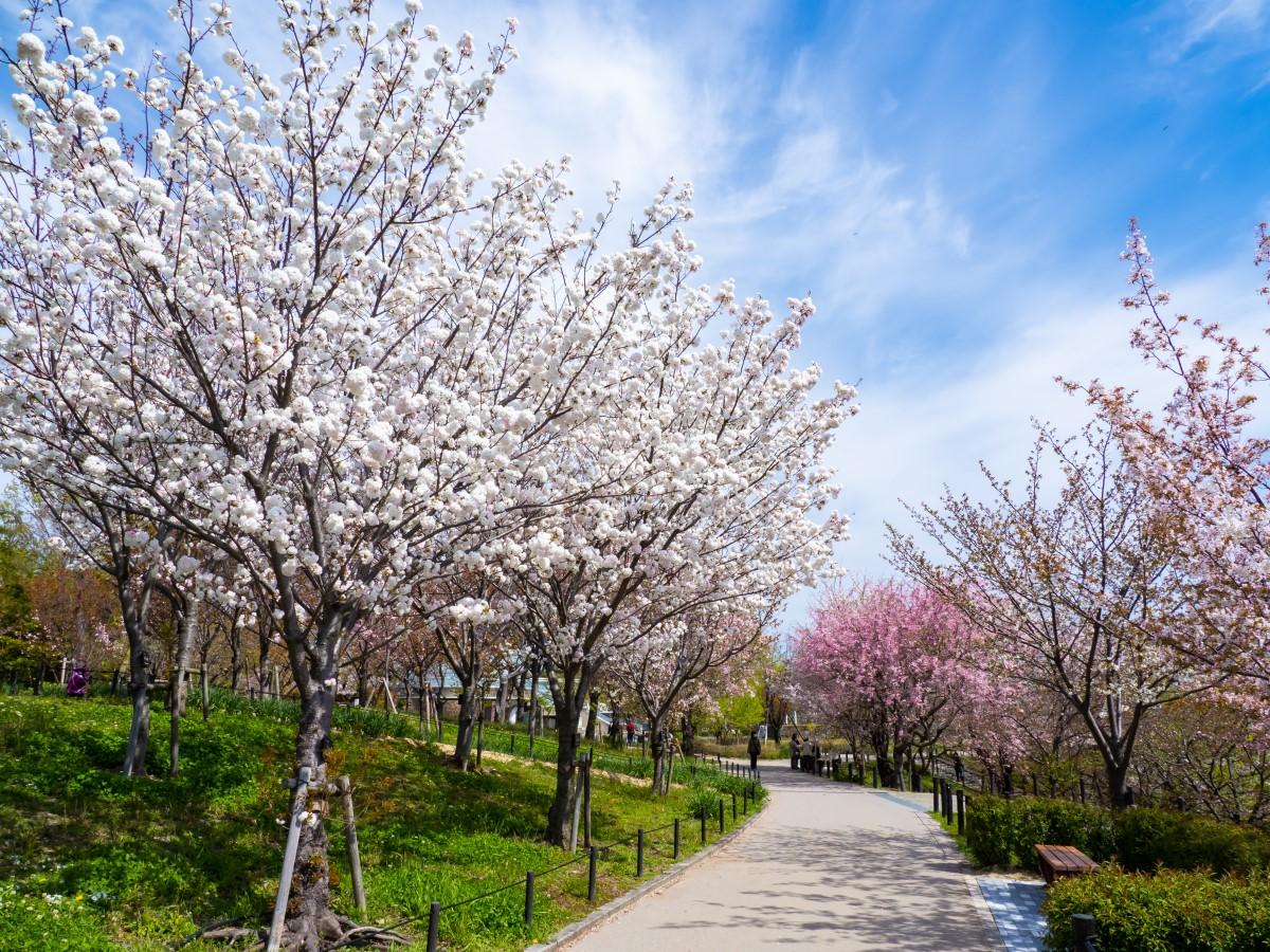 Cherry blossom viewing at Nagoya Higashiyama Zoo and Botanical Gardens