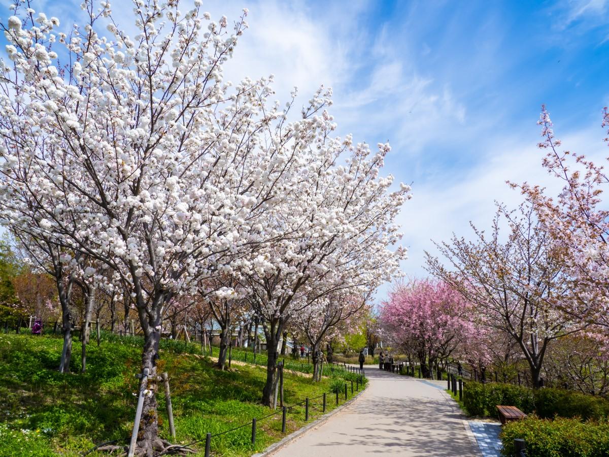 72nd Higashiyama Zoo and Botanical Gardens Spring Festival