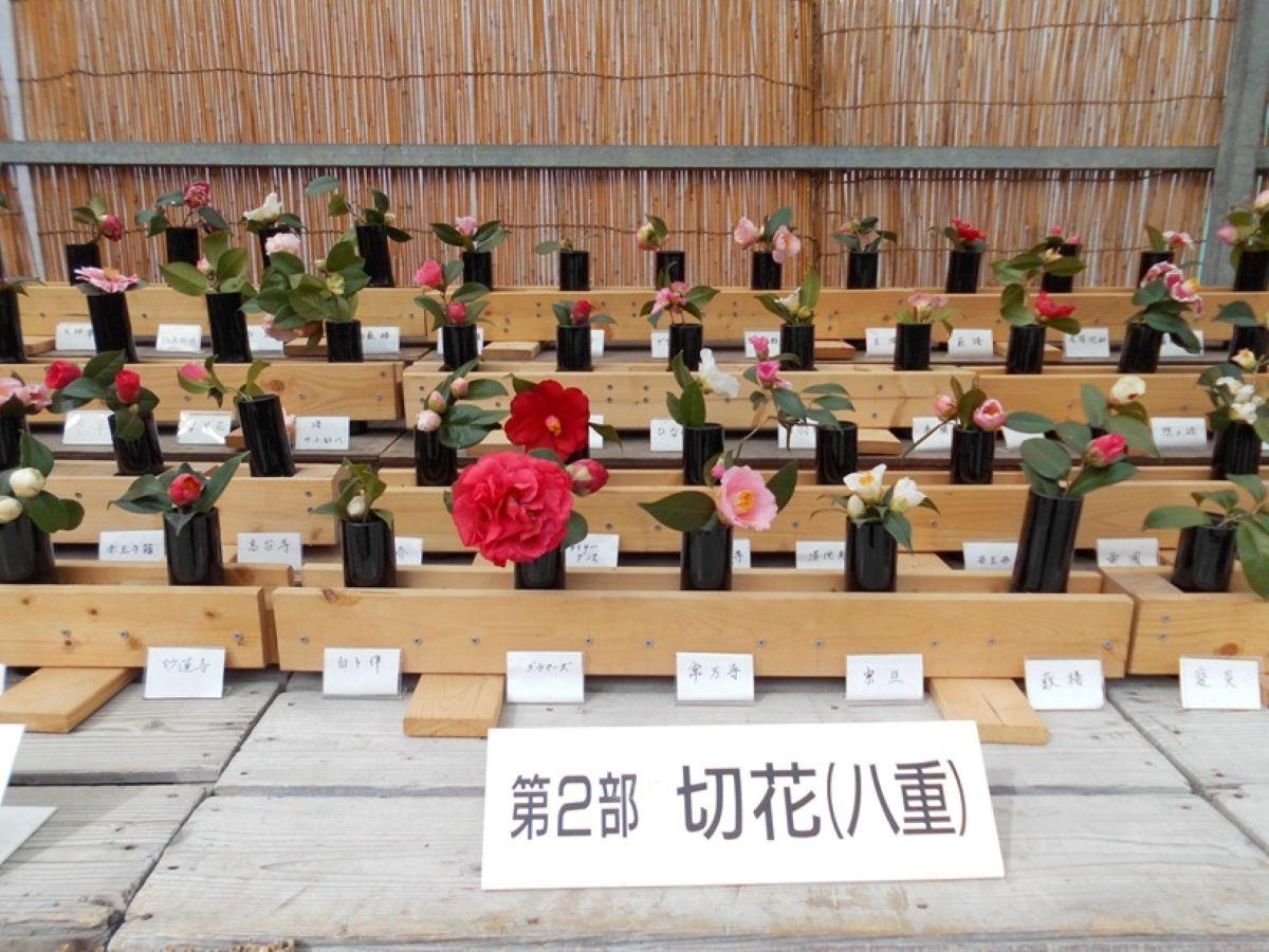 第52回 名古屋城つばき展