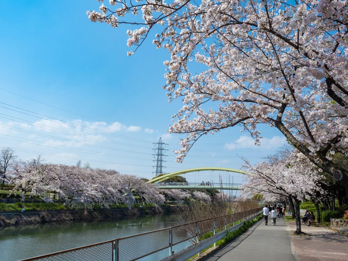 荒子川公園　桜