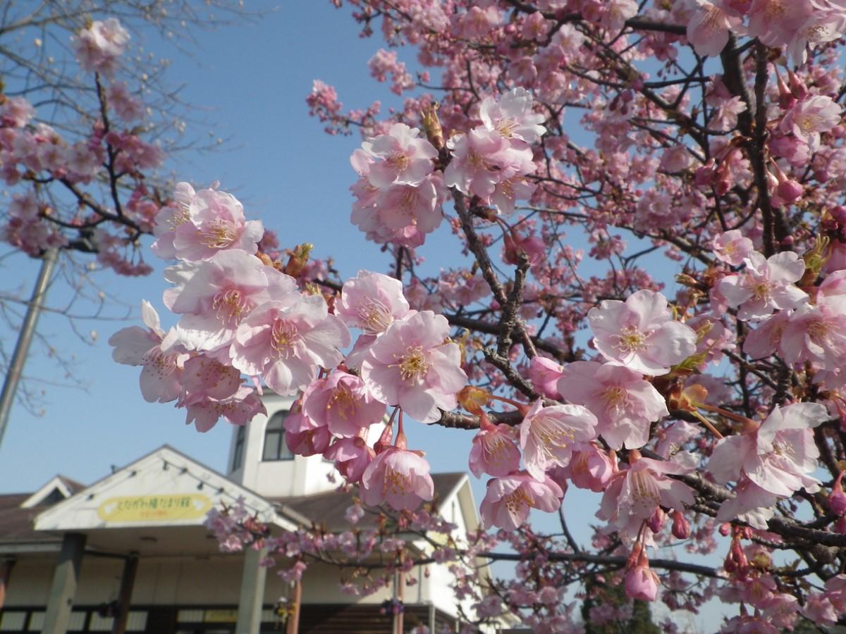 戸田川緑地 さくらまつり