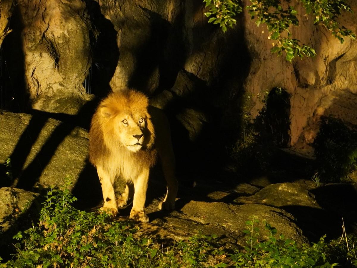 東山動植物園ナイトZOO＆GARDEN