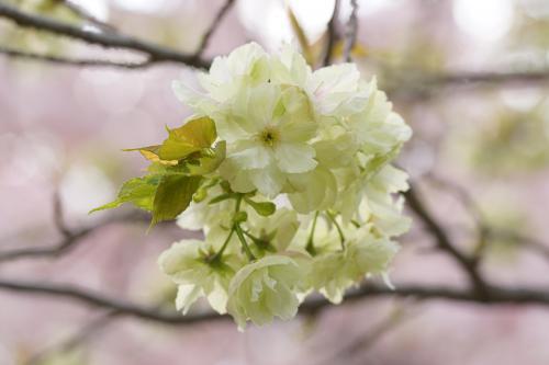 宵の八重桜さんぽ2023