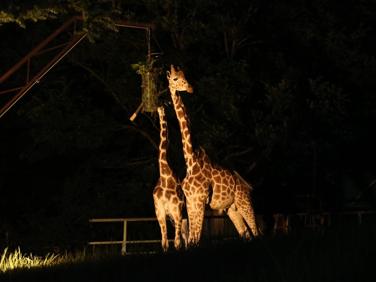東山動植物園ナイトZOO＆GARDEN