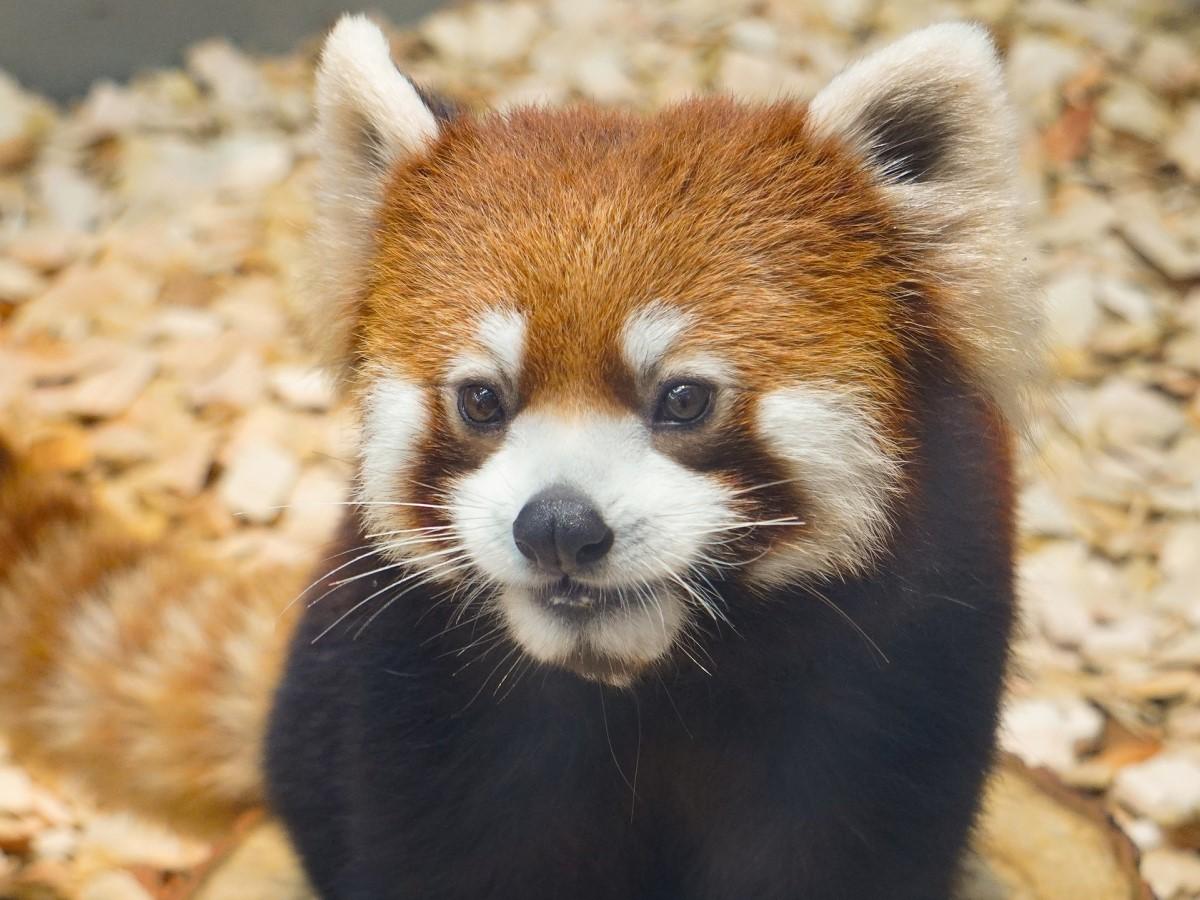 東山動植物園レッサーパンダ