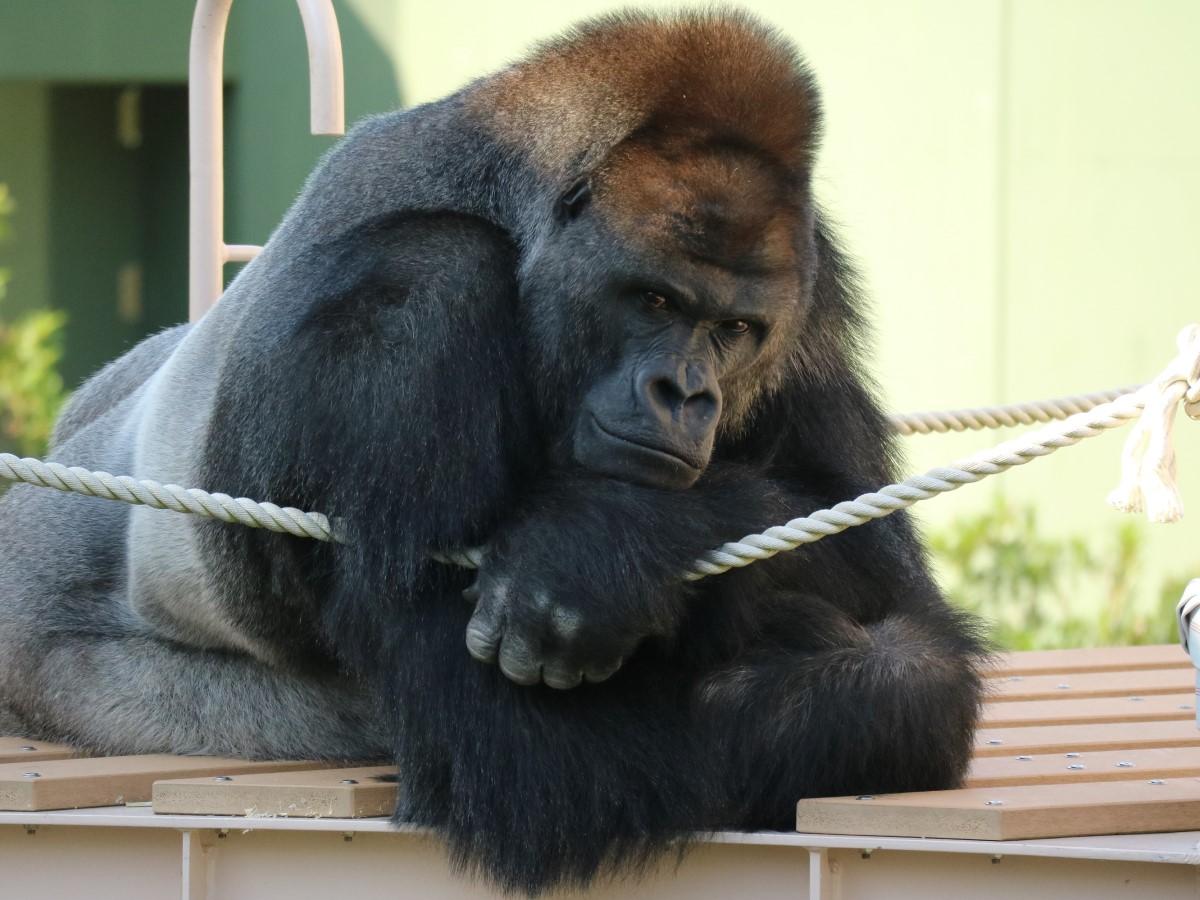 東山動植物園ニシゴリラ「シャバーニ」