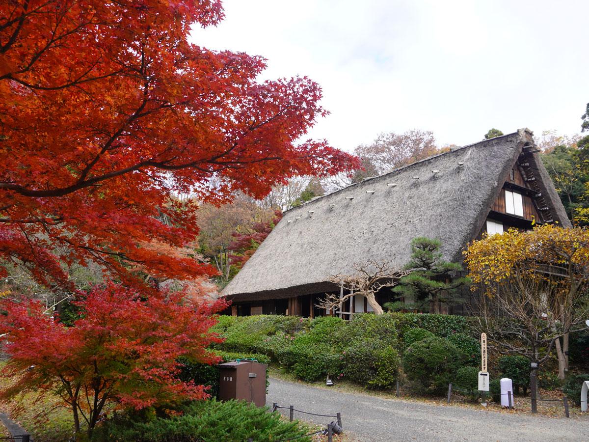 東山動植物園もみじ狩り