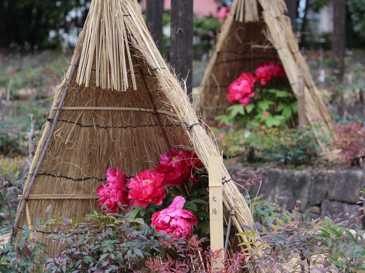 Kan wo Asobu, Tokugawaen's Winter Peonies