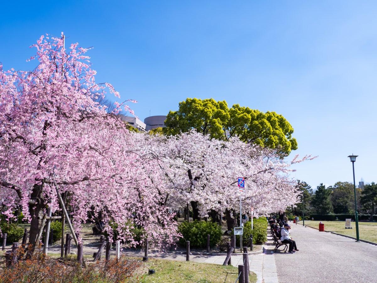 鶴舞公園 花まつり 公式 名古屋市観光情報 名古屋コンシェルジュ