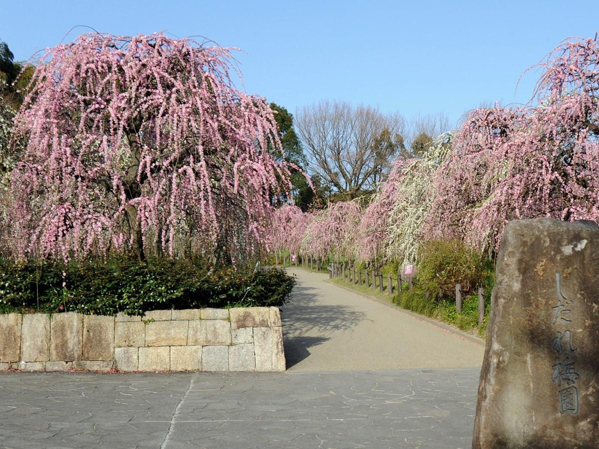 Weeping Plum Tree Festival