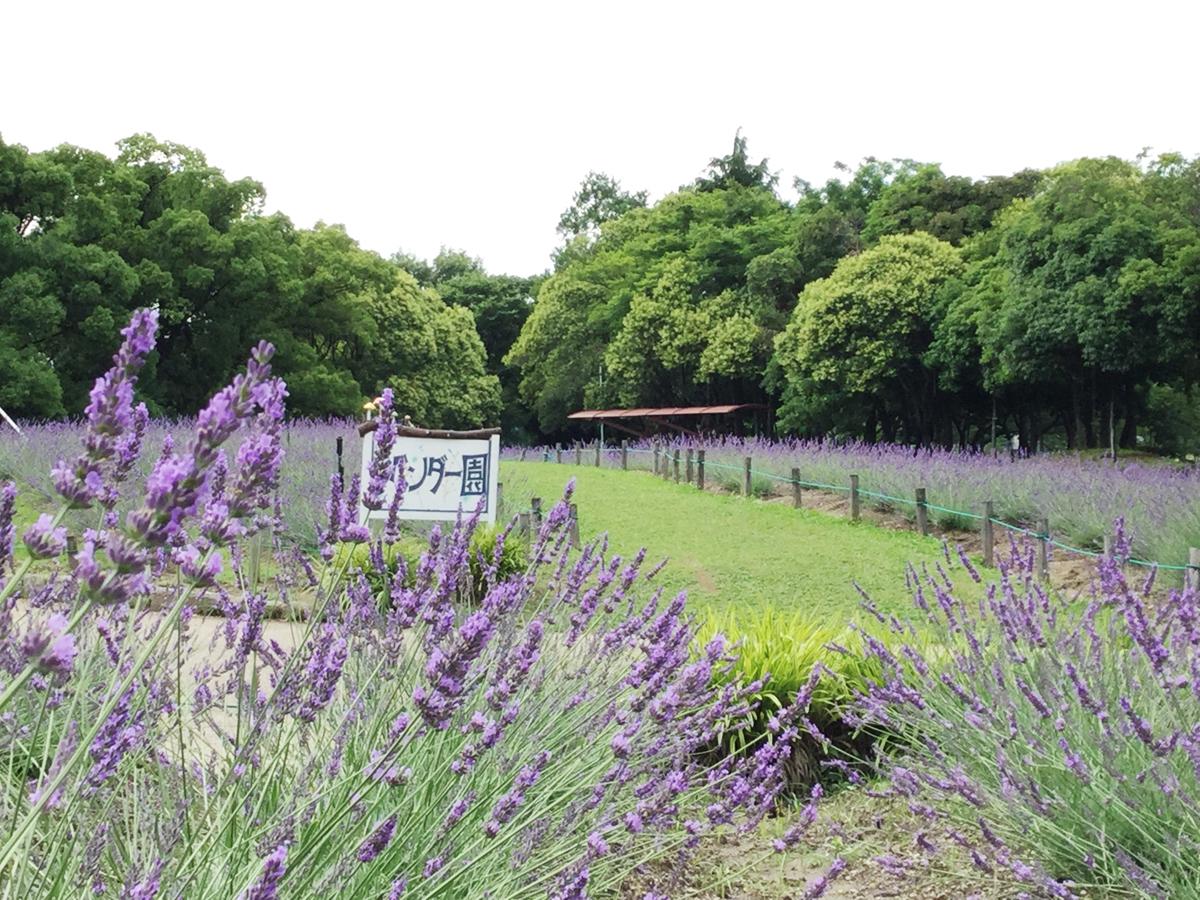 荒子川公園ラベンダーフェア の画像