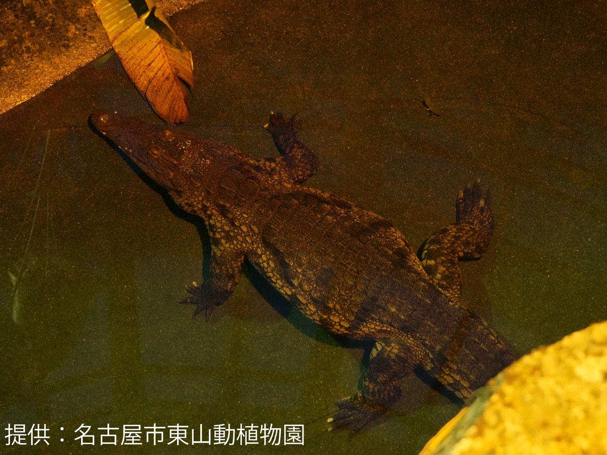 ナイルワニ