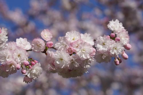 宵の八重桜さんぽ2023