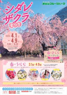 東谷山フルーツパーク　シダレザクラまつり