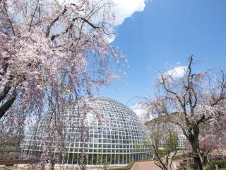 東谷山水果公園　枝垂櫻節