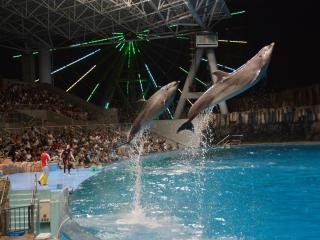 名古屋港水族館 夏夜水族館