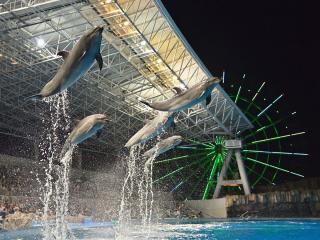 名古屋港水族館　イルカのナイトパフォーマンス