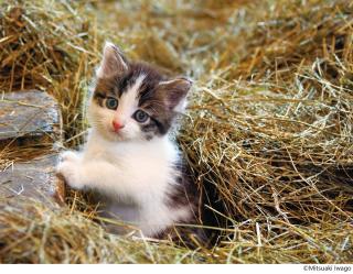 岩合光昭写真展　こねこ