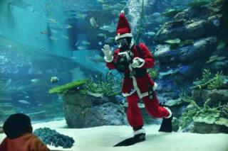 名古屋港水族館「クリスマスアクアリウムイベント」