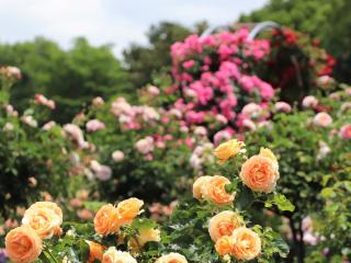 Roses and Irises at Shonai Ryokuchi Park -Early Summer Flower Festival-