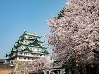 名古屋城と桜