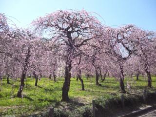 Weeping Plum Tree Festival