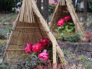 Kan wo Asobu, Tokugawaen&#039;s Winter Peonies