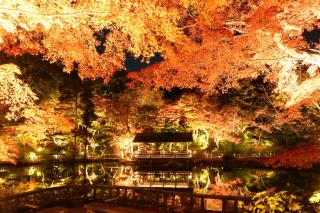 東山動植物園もみじ狩り