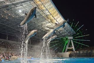 名古屋港水族館　ナイトアクアリウムの様子1