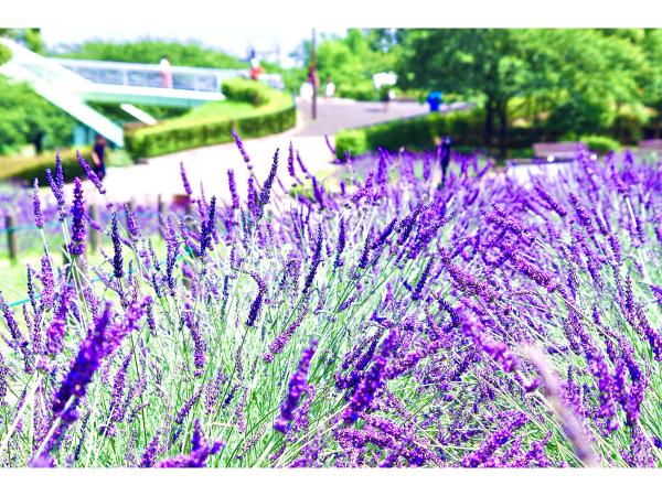 荒子川公园薰衣草节