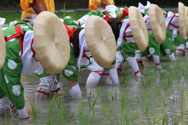 大高斎田御田植祭