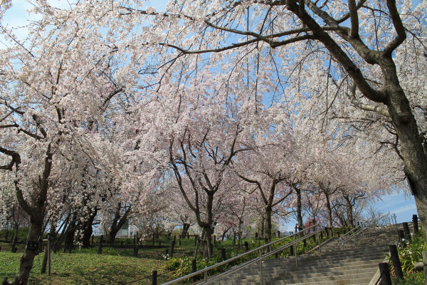 桜の回廊