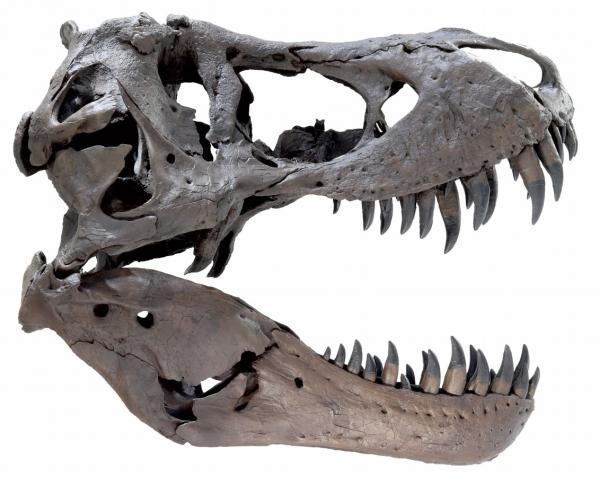 ティラノサウルス「スタン」頭骨標本