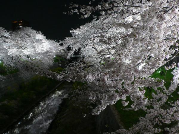 山崎川ライトアップ