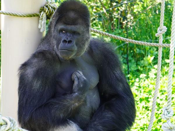 東山動植物園 ニシゴリラ
