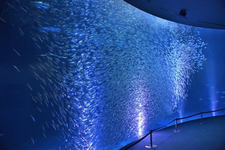 名古屋港水族館　クリスマスアクアリウムイベント　マイワシのトルネード