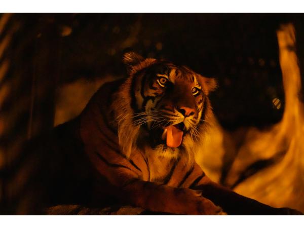 Higashiyama Zoo and Botanical Gardens Night Zoo &amp; Garden