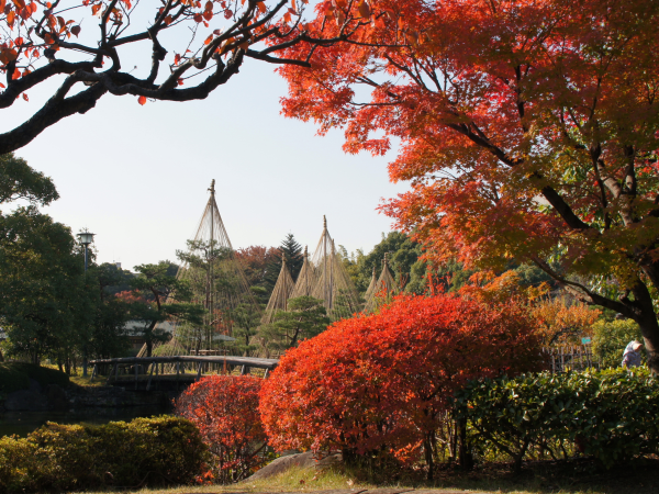 白鳥庭園 観楓会