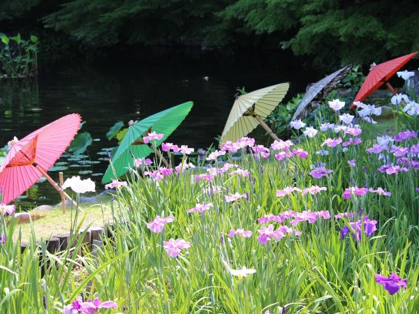 徳川園の菖蒲田に並ぶ和傘