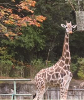 히가시야마 동식물원 가을 축제 / Higashiyama Zoo and Botanical Gardens Autumn Festival